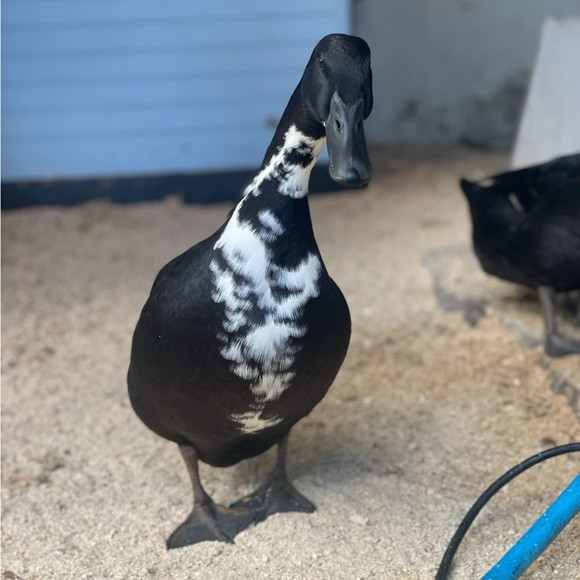 Meet your Posher, Mariah - Picture 11 of 12